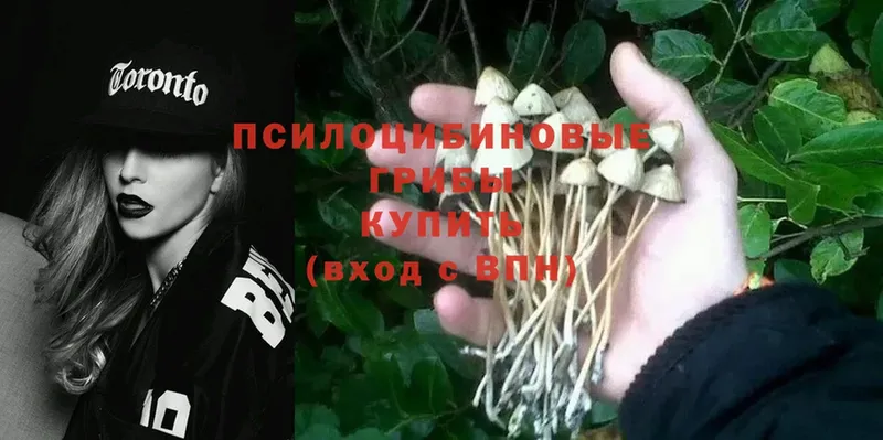 где купить наркоту  кракен как войти  Псилоцибиновые грибы Psilocybine cubensis  Белый 